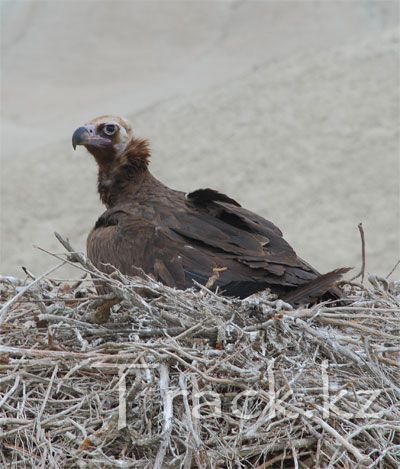 Cinereous (Black) Vulture - Aegypius monachus Linnaeus